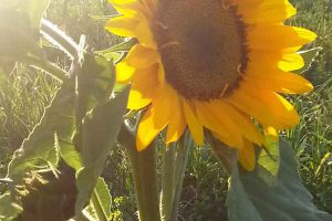 sunflower plan